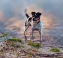 ADAC: Hundewiesen an Rastanlagen vielfach unbekannt