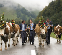 Lebendige Tradition hautnah erleben: Alpabzüge begeistern zum Ende des Bergsommers Lebendige Tradition hautnah erleben: Alpabzüge begeistern zum Ende des Bergsommers