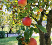 ÖkoTipp für Apfel-Allergiker: Alte Apfelsorten sind oft verträglicher
