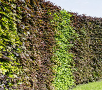 Herbstzeit ist Heckenzeit: 5 Garten-Tipps Herbstzeit ist Heckenzeit: 5 Garten-Tipps