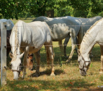 440 Jahre Lipizzanergestüt Lipica