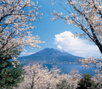 Japan: Frühlingserwachen am Sakurajima, einem der aktivsten Vulkane der Welt