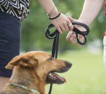 Scheidung: Wer bekommt den Hund?