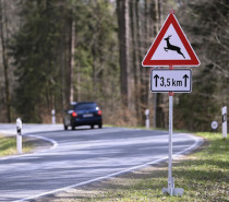 Wildunfall vermeiden: Wo Reh und Wildschwein häufig die Straße queren