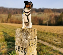 Erste Hilfe für Vierbeiner – Stumpfe Verletzungen bei Hund und Katze richtig behandeln