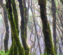 Zum „Internationalen Tag des Waldes“: In diesen europäischen Ländern gibt es noch richtige Urwälder