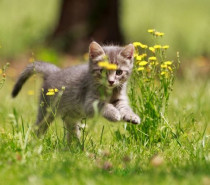 Schmerzhafte Begegnungen – Richtig umgehen mit Insektenstichen bei Hunden und Katzen Schmerzhafte Begegnungen – Richtig umgehen mit Insektenstichen bei Hunden und Katzen