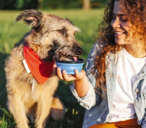 Tierisch durstig: Gerade bei Hitze und Aktivität brauchen Hunde viel Flüssigkeit