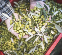 Trentino: Oliven ernten im nördlichsten Olivenanbaugebiet der Welt