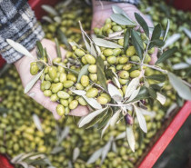 Trentino: Oliven ernten im nördlichsten Olivenanbaugebiet der Welt Trentino: Oliven ernten im nördlichsten Olivenanbaugebiet der Welt