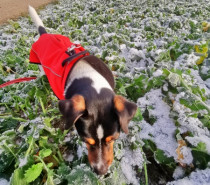 Auf vier Pfoten durch den Schnee: Wie der Winter auch mit Hund sportlich wird