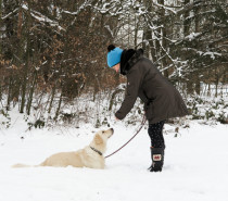 Sicher Gassi gehen im Winter: Wie Hundebesitzer Unfälle bei Dunkelheit vermeiden