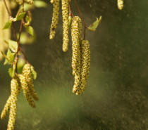 Schlimmste Zeit für Allergiker: Die Birken blühen
