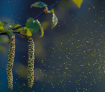 5 Tipps für Pollenallergiker im Frühling: So lassen sich Allergiker von den Pollen nicht unterkriegen