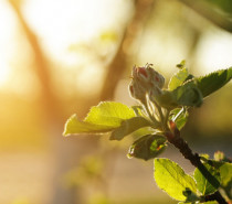 Apfelernte durch Frost gefährdet: Frühe Apfelblüte steht bevor
