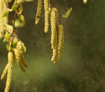 Sie sind wieder da! – Birkenpollen  – Für Pollenallergiker läuft die schlimmste Zeit des Jahres