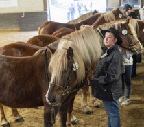 Heilbronner Pferdemarkt vom 22. bis 24. Februar: Markterlebnis der Extraklasse mit fast 300 bunten Ständen Heilbronner Pferdemarkt vom 22. bis 24. Februar: Markterlebnis der Extraklasse mit fast 300 bunten Ständen