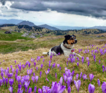 Tierisch gut versichert? Nur wenige Hunde-OP-Versicherungen sind empfehlenswert Tierisch gut versichert? Nur wenige Hunde-OP-Versicherungen sind empfehlenswert