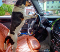 Mit tierisch viel Spaß in die Ferien: Tipps, wie der Urlaub mit Hund gelingt Mit tierisch viel Spaß in die Ferien: Tipps, wie der Urlaub mit Hund gelingt